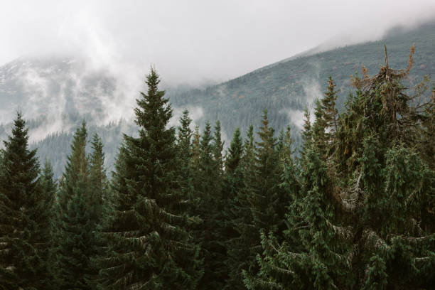 istock Beautiful landscape in the Carpathians 1287018855