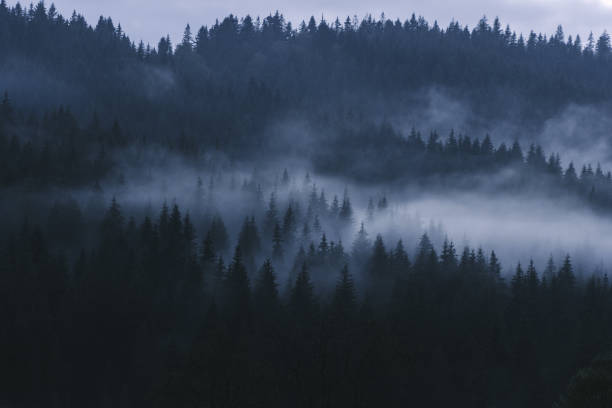 istock Misty landscape in the Carpathians 1287019228