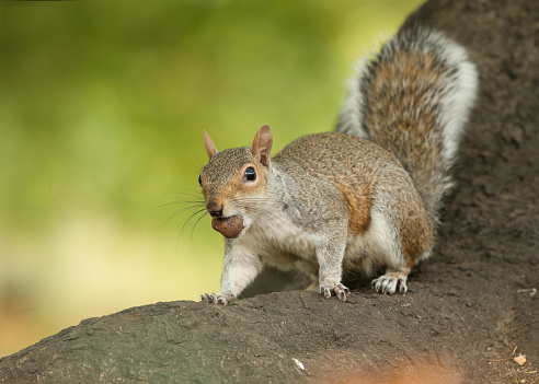 Cute gray squirrel sitting on a tree root holding a chesnut in its mouth