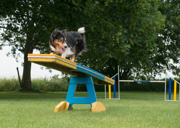 Border collie mixed dog running over the see-saw in a agility course Border collie mixed dog running over the see-saw in a agility course dog agility stock pictures, royalty-free photos & images