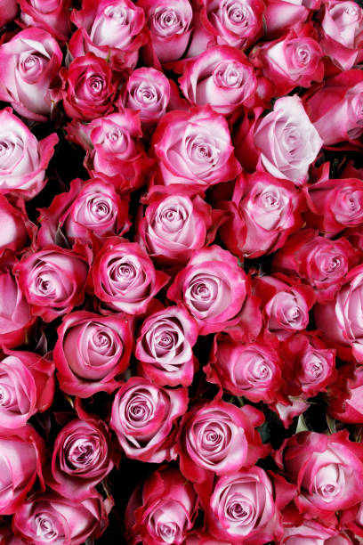 istock Pink rose flowers background 1287020151