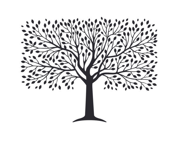 ilustrações, clipart, desenhos animados e ícones de silhueta de oliveira - deciduous tree tree trunk nature the natural world
