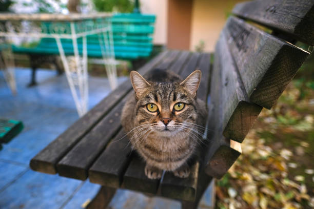 A cute tabby cat is sitting on wooden bench at outdoor