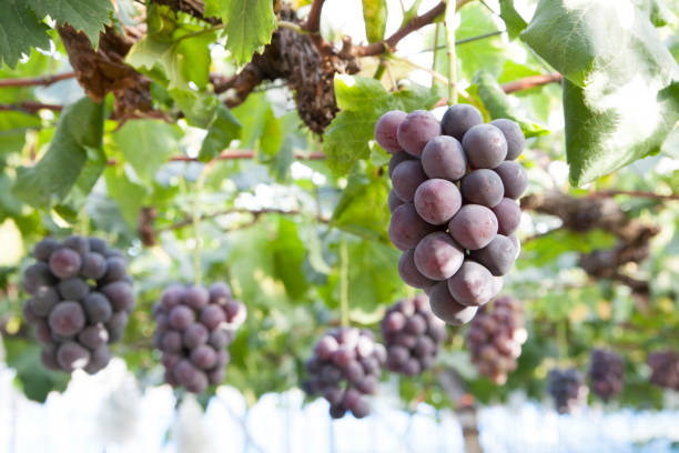 winogron kyoho w winnicy - agriculture purple vine grape leaf zdjęcia i obrazy z banku zdjęć