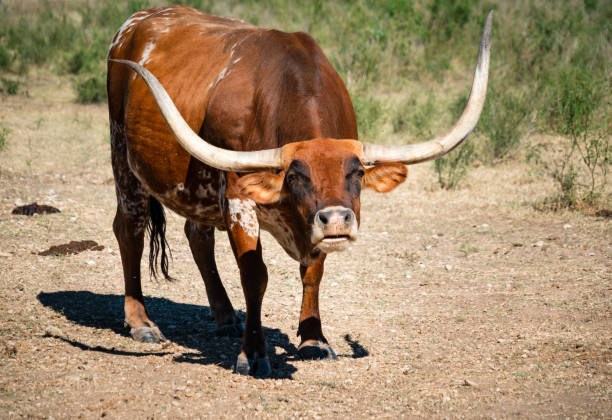 taureau fou avec de grands longhorns sur un ranch du texas - texas texas longhorn cattle bull landscape photos et images de collection