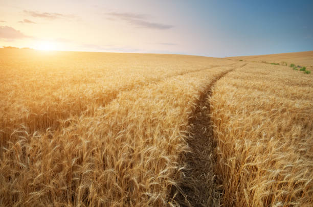 straße durch weizenfeld - autumn corn corn crop field stock-fotos und bilder