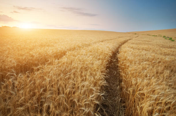 小麦畑を通る道 - stem non urban scene wheat rural scene ストックフォトと画像