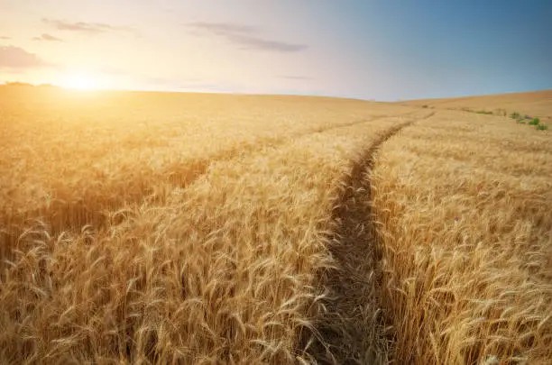 Photo of Road through wheat field