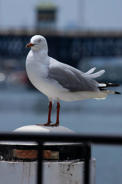 istock Seagull standing alone on a pole at Sydney Darling harbour NSW Australia 1287023392