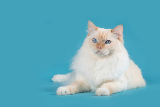 Ragdoll cat lying down with blue eyes looking away on a blue background Ragdoll cat lying down with blue eyes looking away on a blue background ragdoll cat stock pictures, royalty-free photos & images