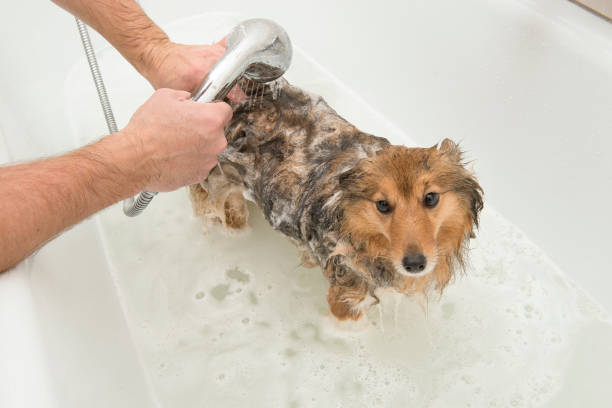 istock Dog in a white bath being rinsed off by a groomer 1287024218