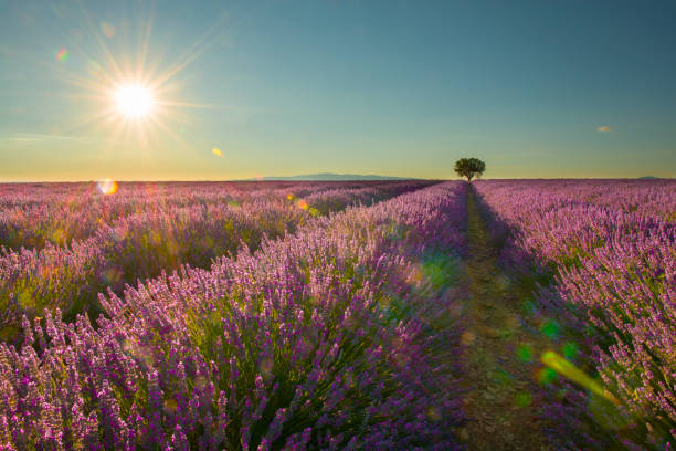 istock Lavender field with a single tree with sunshine and sun flare 1287025300