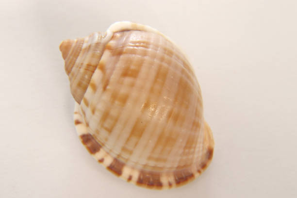 istock seashell on cream background, expressions about nature 1287026702