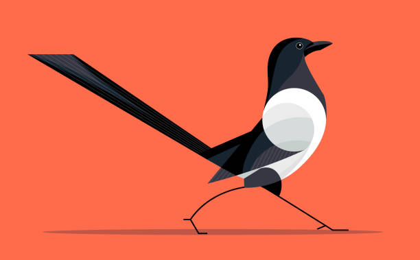 18 200 Magpie Stock Photos Pictures Royalty Free Images IStock 18-200-magpie-stock-photos-pictures-royalty-free-images-istock