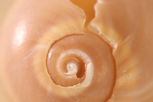 istock seashell on cream and yellow background, expressions about nature, spiral 1287027224
