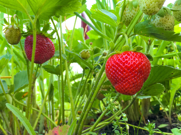 soczyste świeże dojrzałe truskawki na makro gałęzi. piękne jagody truskawki z liśćmi na jasnozielonym naturalnym tle. - strawberry vine zdjęcia i obrazy z banku zdjęć