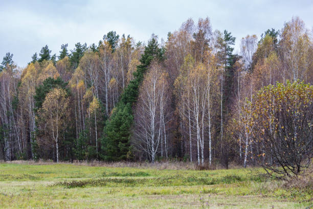 istock Fall landscape on the gloomy day 1287027917