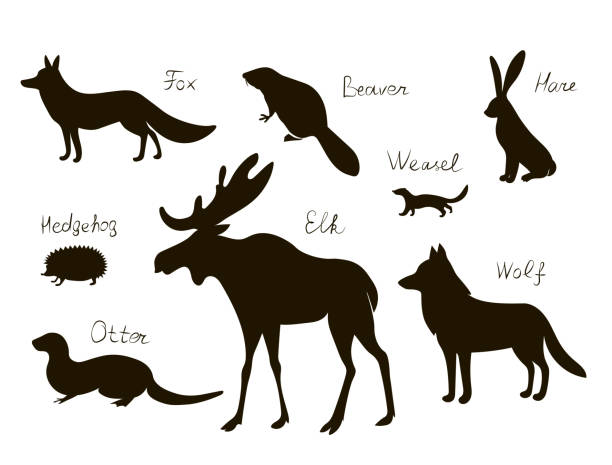 Forest north animals. Vector black drawing silhouette image set. Forest animals of the Northern hemisphere s with text names. Vector image silhouettes collection. river otter stock illustrations
