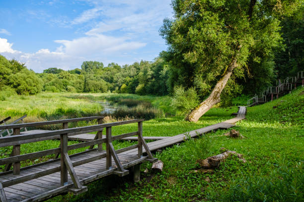 istock wooden boardwalk trail in green forest 1287029573