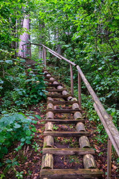 istock wooden boardwalk trail in green forest 1287029592