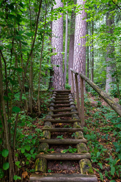 istock wooden boardwalk trail in green forest 1287029595