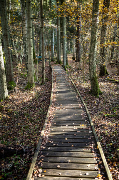 istock wooden boardwalk trail in green forest 1287029616
