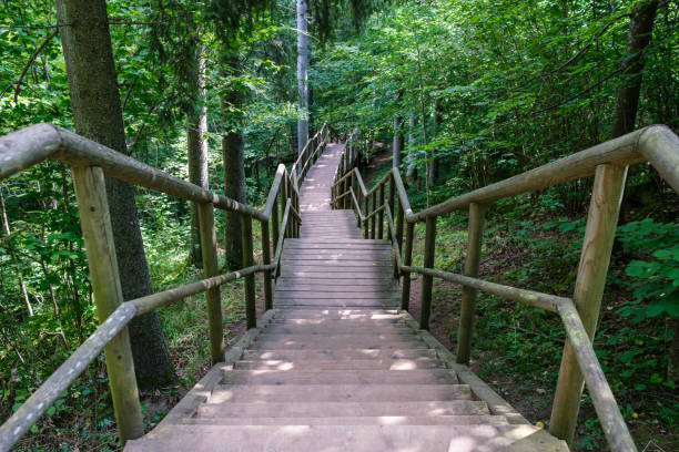 istock wooden boardwalk trail in green forest 1287029631