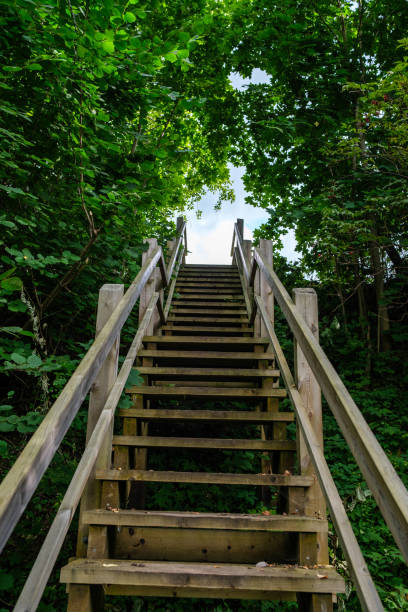 istock wooden boardwalk trail in green forest 1287029635
