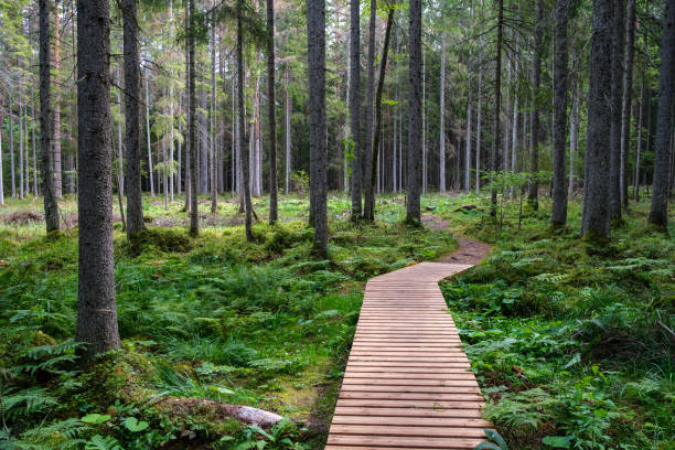 istock wooden boardwalk trail in green forest 1287029641