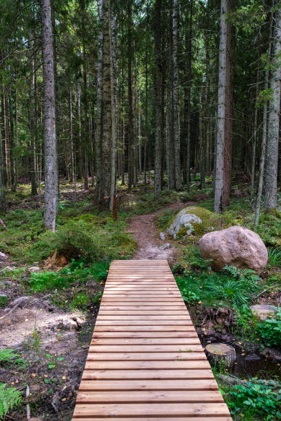 istock wooden boardwalk trail in green forest 1287029643