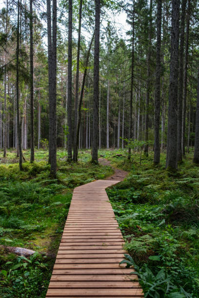 istock wooden boardwalk trail in green forest 1287029644