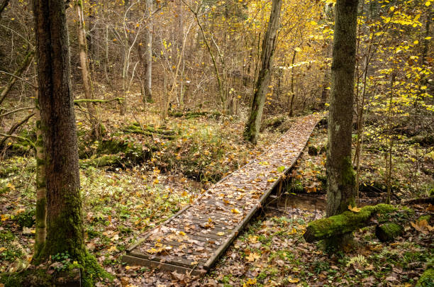 istock wooden boardwalk trail in green forest 1287029645