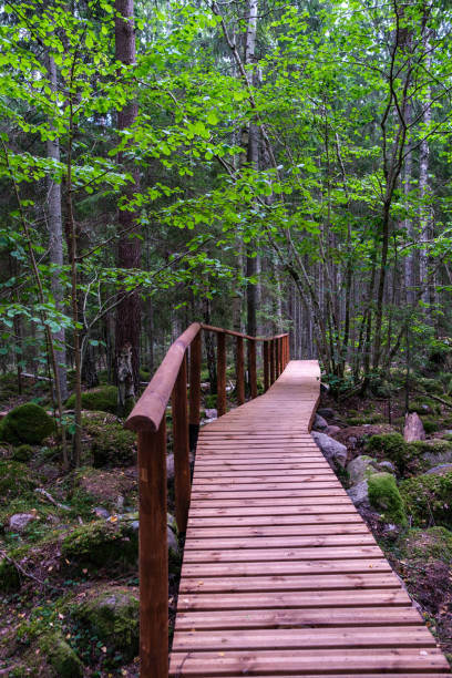 istock wooden boardwalk trail in green forest 1287029652