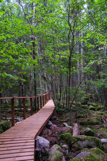 istock wooden boardwalk trail in green forest 1287029653