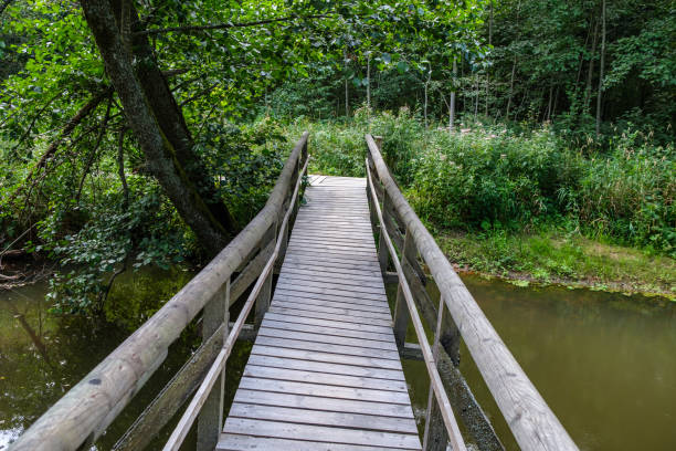 istock wooden boardwalk trail in green forest 1287029654