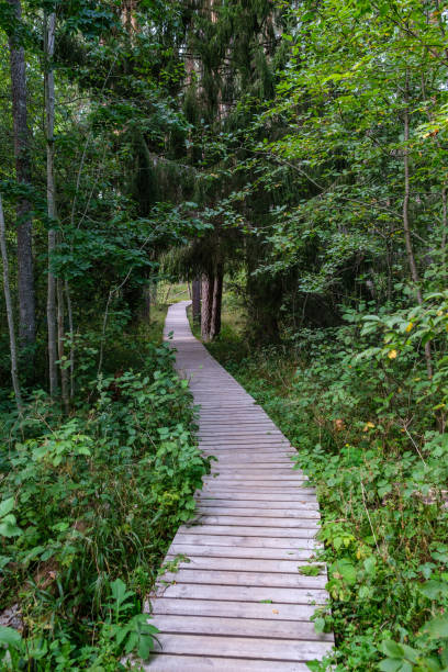 istock wooden boardwalk trail in green forest 1287029662