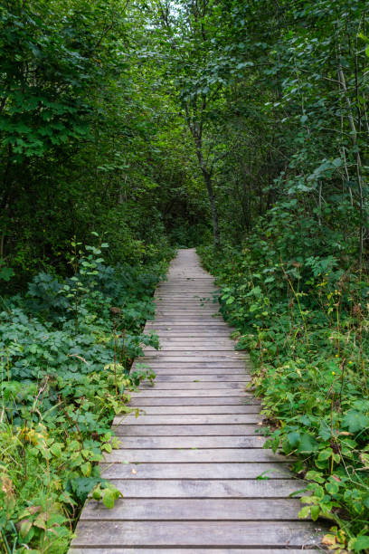istock wooden boardwalk trail in green forest 1287029663