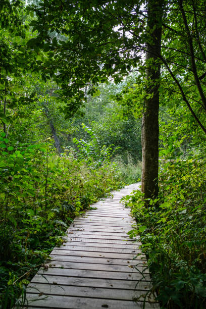 istock wooden boardwalk trail in green forest 1287029666