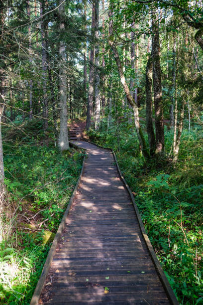 istock wooden boardwalk trail in green forest 1287029671