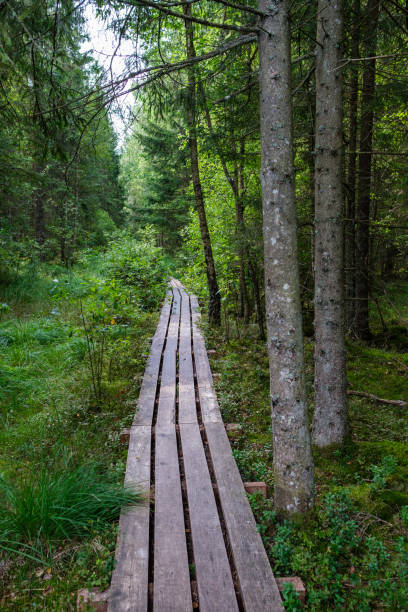 istock wooden boardwalk trail in green forest 1287029679