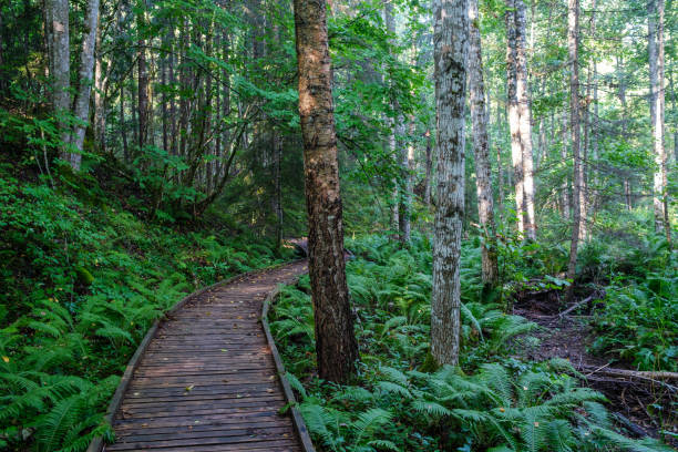 istock wooden boardwalk trail in green forest 1287029695