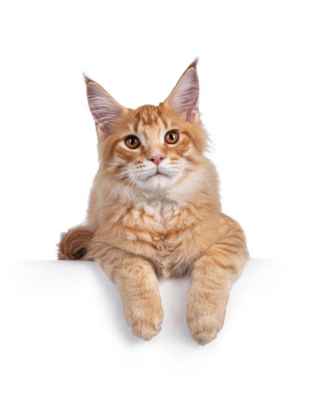 istock Orange (red) Maine Coon cat on white 1287029699