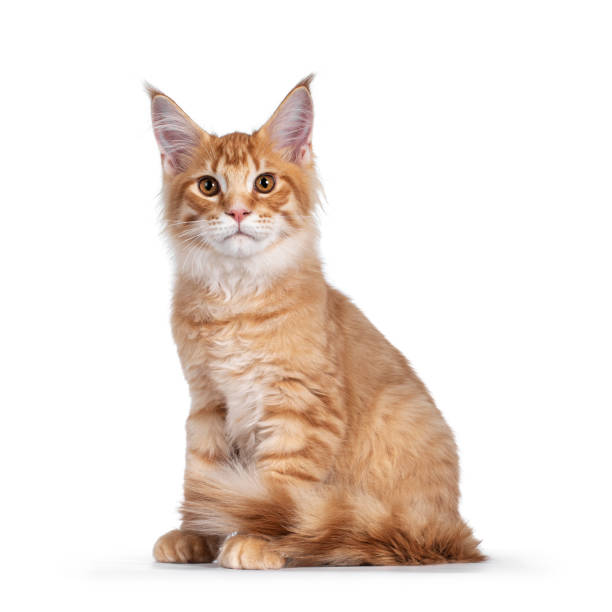 istock Orange (red) Maine Coon cat on white 1287029704