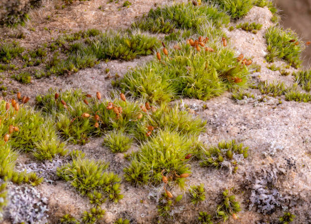 istock Macro shot of moss with bright lichen on a sandstone 1287031739