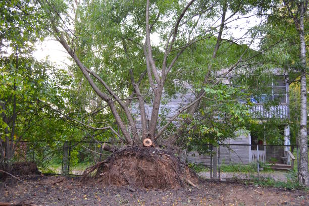istock Tree dug out of the ground 1287032772