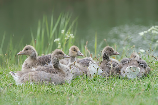 Greylag Goose (Anser anser) family with young goslings on land. Young Greylag Goose goslings.