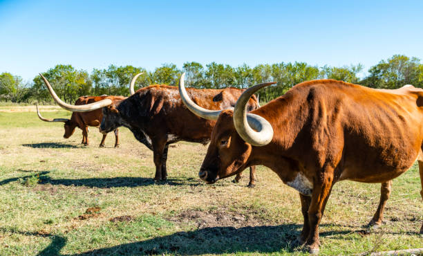 テキサス・ロングホーンズ・ブルズ - texas texas longhorn cattle bull landscape ストックフォトと画像