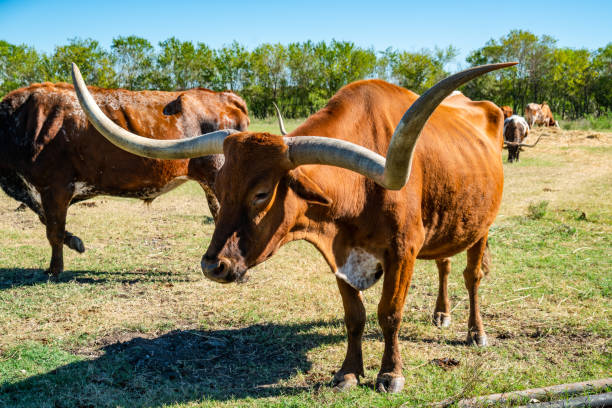 istock Texas Longhorn Bull in Austin Texas 1287034033