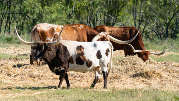 巨大なテキサスロングホーンとゴージャスなカラフルな牛 - texas texas longhorn cattle bull landscape ストックフォトと画像