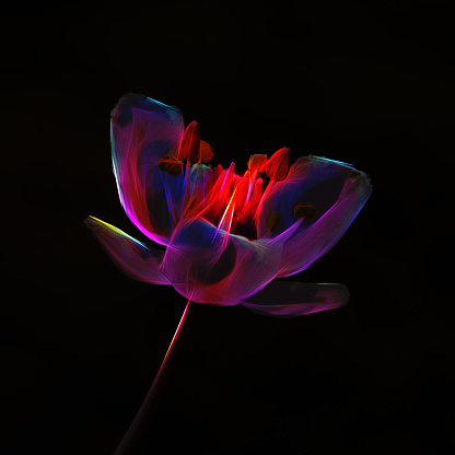 Luminous vitreous textured red flower wontrasting with black background